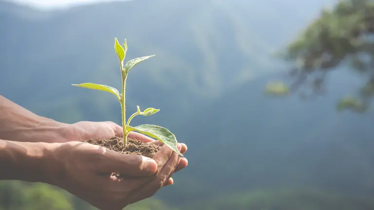 hands with plant
