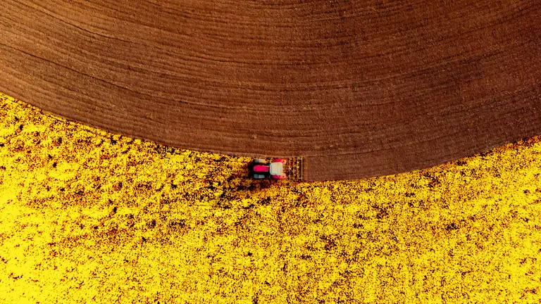 Tractor in rapefield